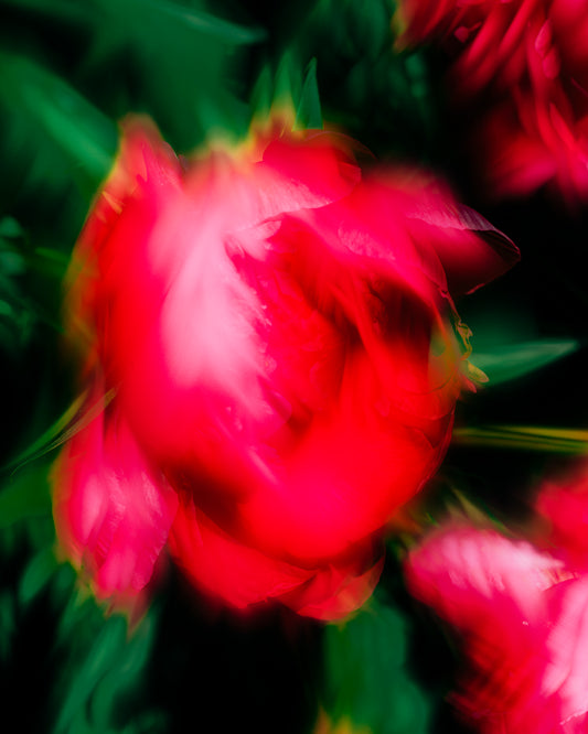 Electric Peony